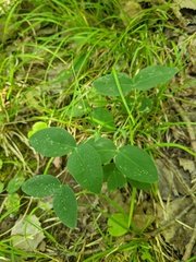 Lathyrus ochroleucus