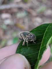 Eutyrhinus meditabundus