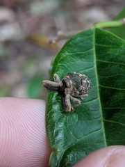 Eutyrhinus meditabundus