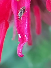 Plagiognathus obscurus