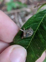 Eutyrhinus meditabundus