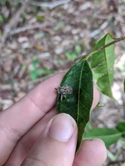 Eutyrhinus meditabundus