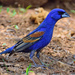 Blue Grosbeak - Photo (c) Ad Konings, some rights reserved (CC BY-NC), uploaded by Ad Konings