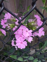 Phlox paniculata