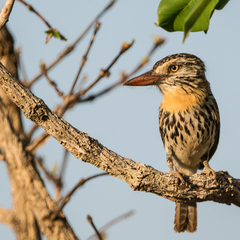 Nystalus maculatus striatipectus