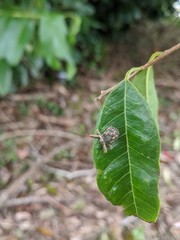 Eutyrhinus meditabundus