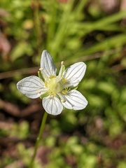 Parnassia parviflora