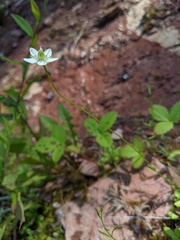 Parnassia parviflora