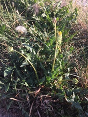 Taraxacum ceratophorum