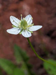 Parnassia parviflora
