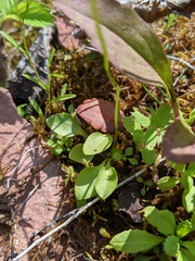 Parnassia parviflora