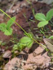 Parnassia parviflora