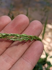 Sphenopholis intermedia