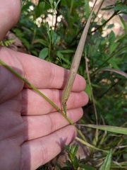 Sphenopholis intermedia