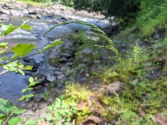 Sphenopholis intermedia