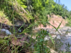 Sphenopholis intermedia