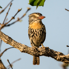 Nystalus maculatus striatipectus