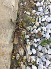 Rorippa barbareifolia