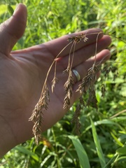 Festuca paradoxa