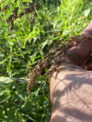 Festuca paradoxa
