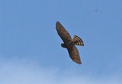 Accipiter virgatus