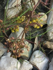 Rorippa barbareifolia