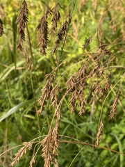 Festuca paradoxa