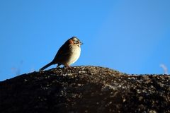 Zonotrichia capensis