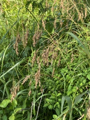 Festuca paradoxa