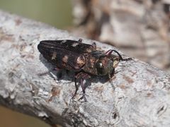 Chrysobothris igniventris