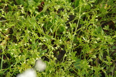 Floerkea proserpinacoides