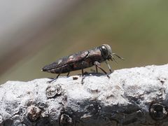 Chrysobothris igniventris