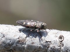 Chrysobothris igniventris