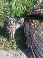 Nycticorax nycticorax