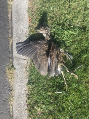 Nycticorax nycticorax