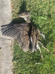 Nycticorax nycticorax