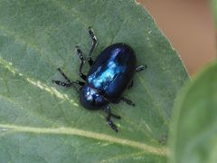 Chrysochus asclepiadeus