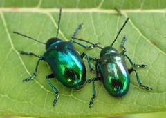 Chrysochus auratus