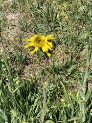 Kyhosia bolanderi