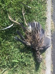 Nycticorax nycticorax