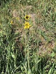 Kyhosia bolanderi