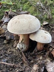 Caloboletus firmus