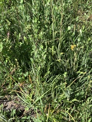 Kyhosia bolanderi