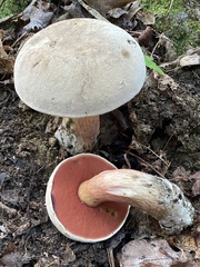 Caloboletus firmus