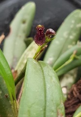 Stelis retusa