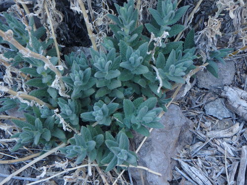 Nepeta teydea