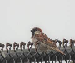 Passer domesticus