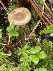 Phaeonematoloma myosotis