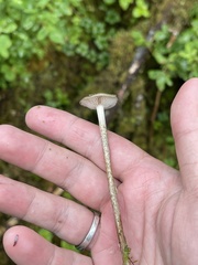 Phaeonematoloma myosotis