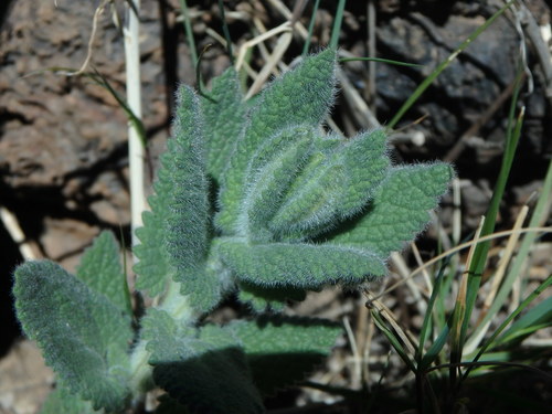 Image of Nepeta teydea by (c) Daniel Cahen, some rights reserved (CC BY)